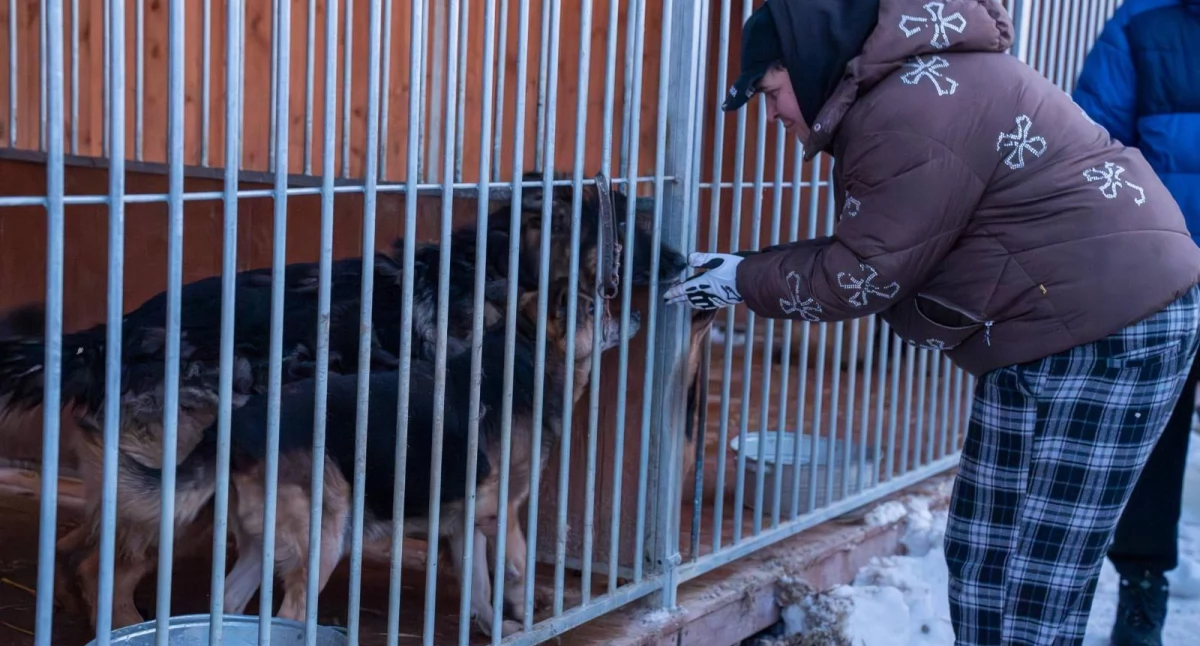 Interwencje, Nadzór schroniskiem - zdjęcie, fotografia