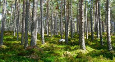 Zgubili się na grzybach
