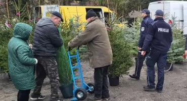 Choinka tylko z legalnego źródła